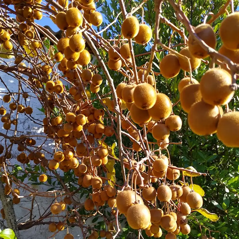 Jam and juice making