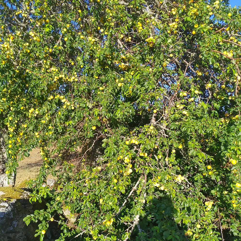 Jam and juice making