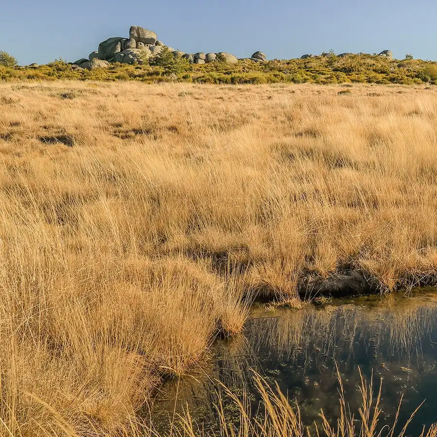 Un paisaje montano sereno con humedales y rocas, refugio para la fauna local.