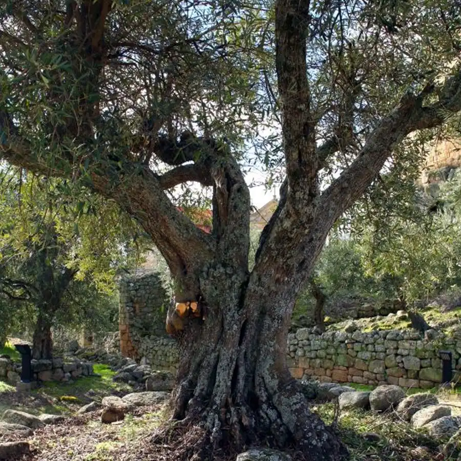 Olivo centenario junto a ruinas de piedra, un testimonio del tiempo y la historia.