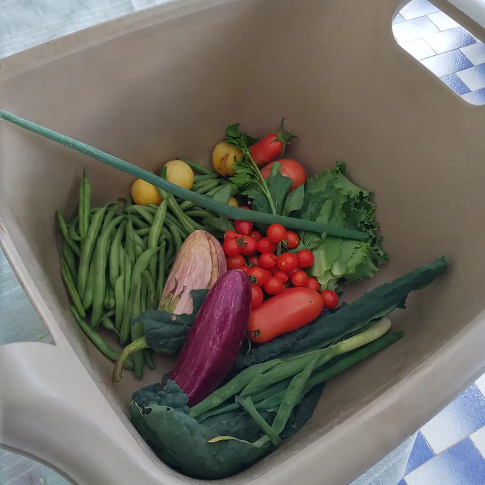 Collect food