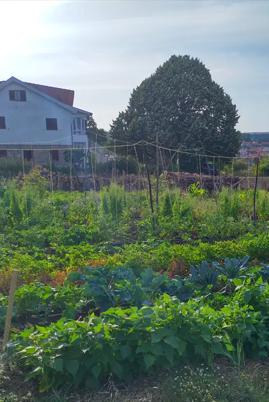 Farm to table