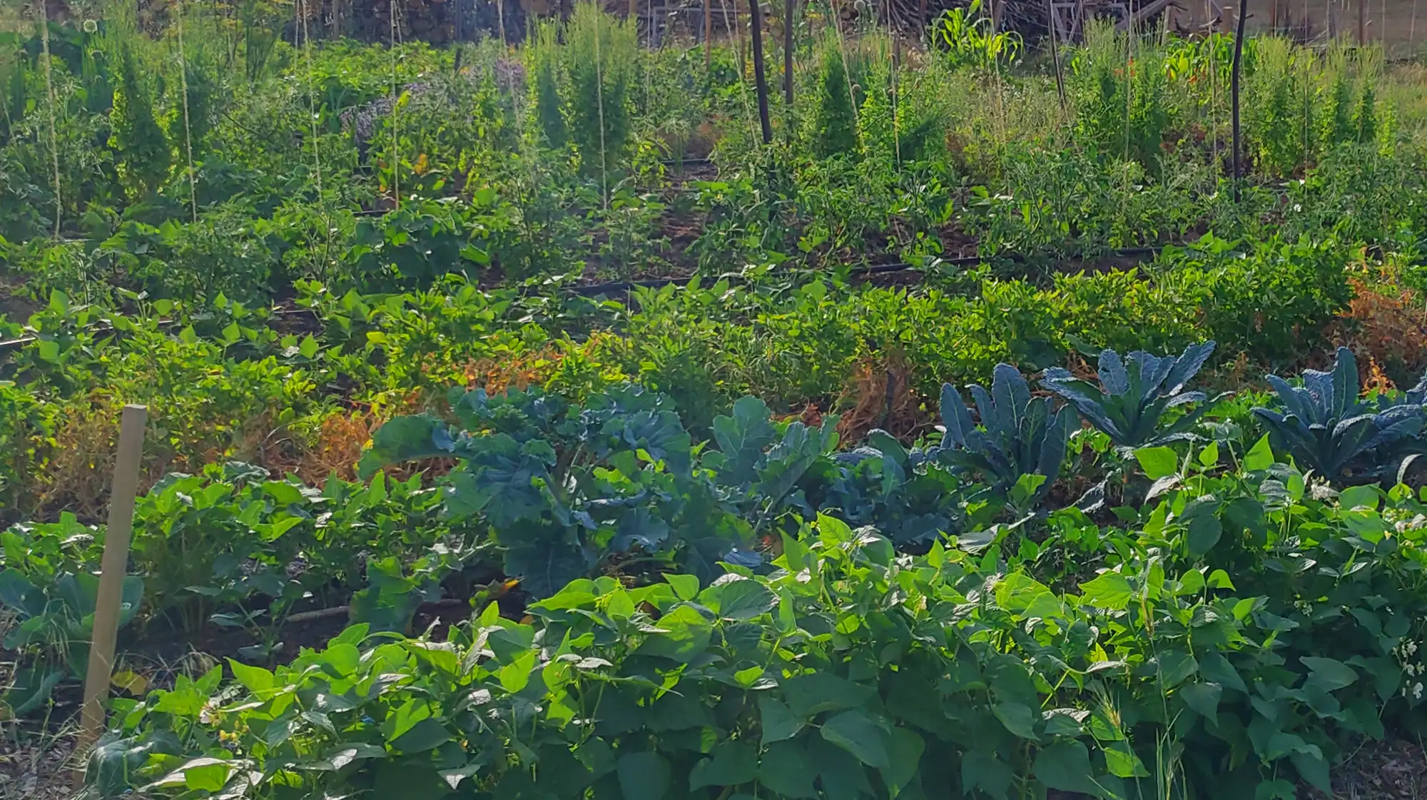 Farm to table