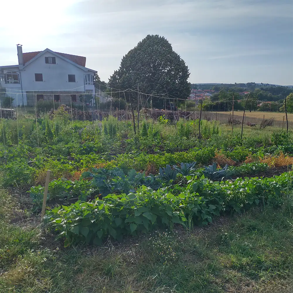 Our market garden