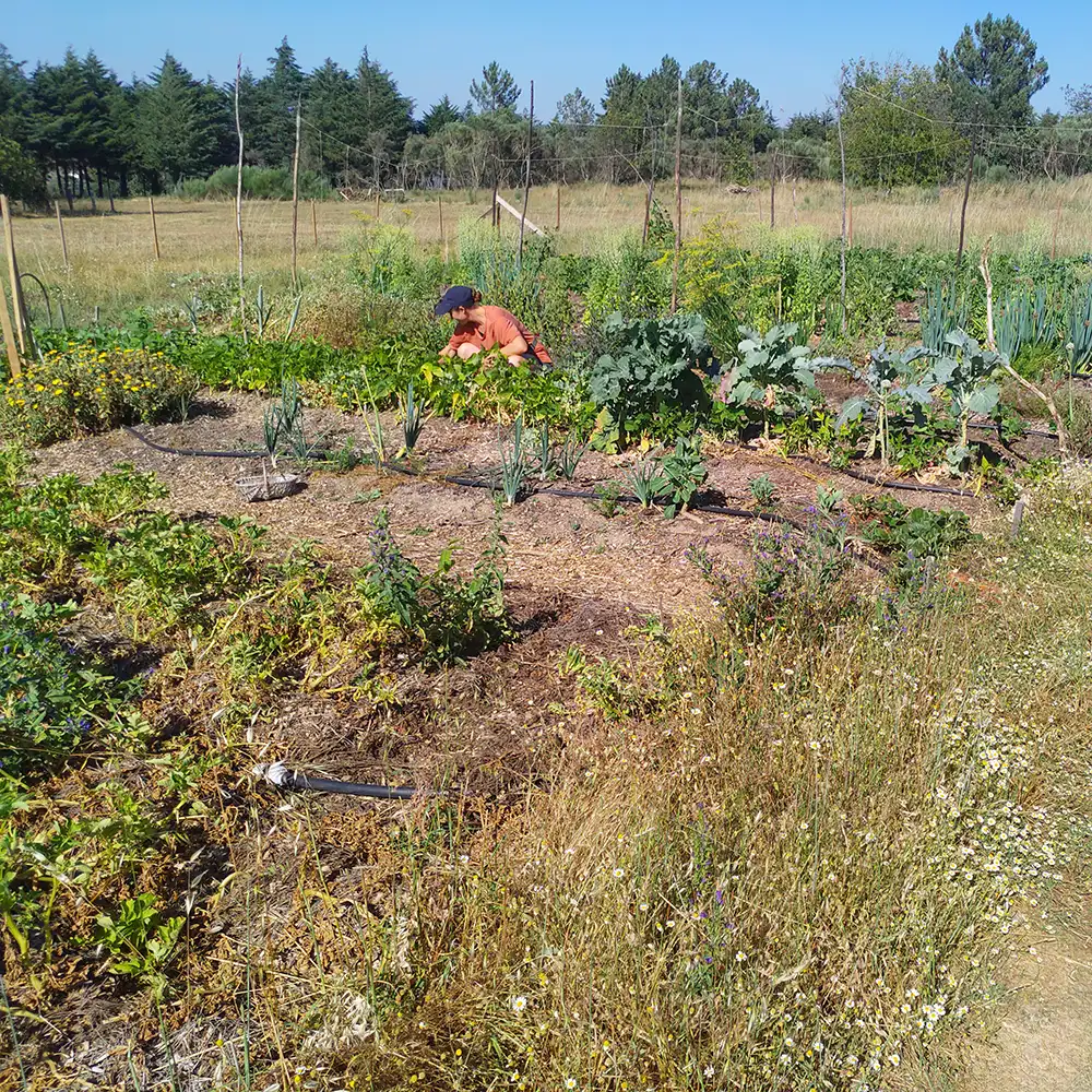 Our market garden