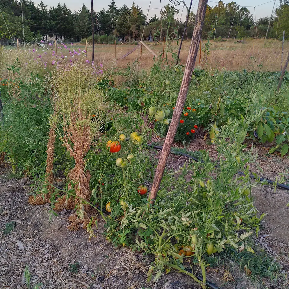 Our market garden