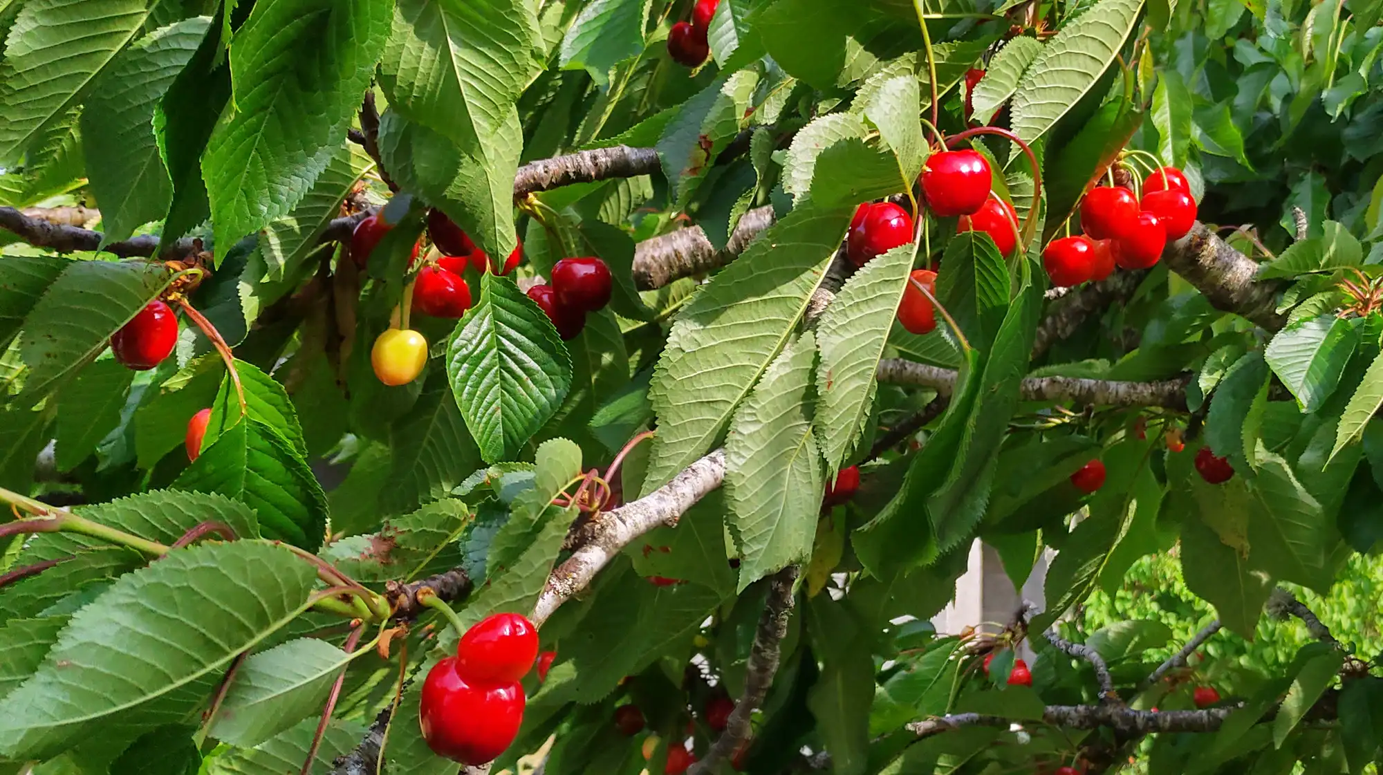 Cherry picking