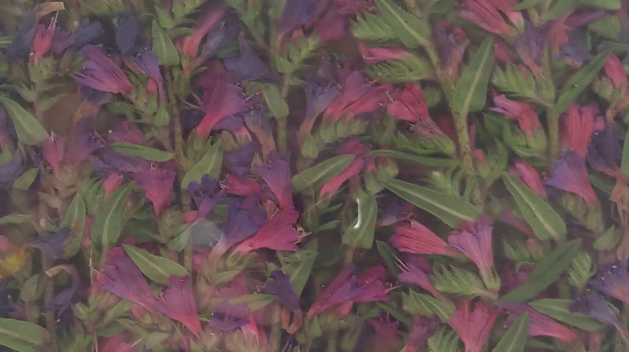 Flower painting