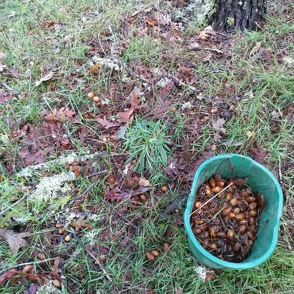 Project squirrel