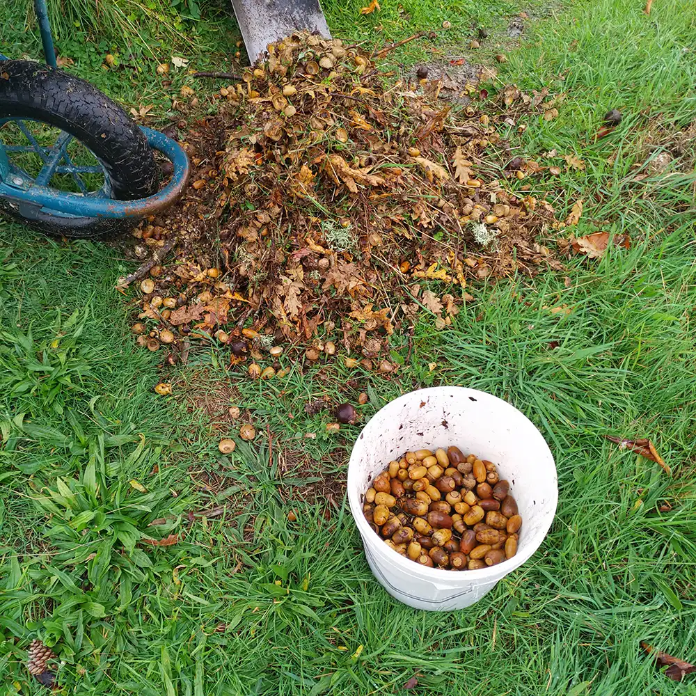 Project squirrel