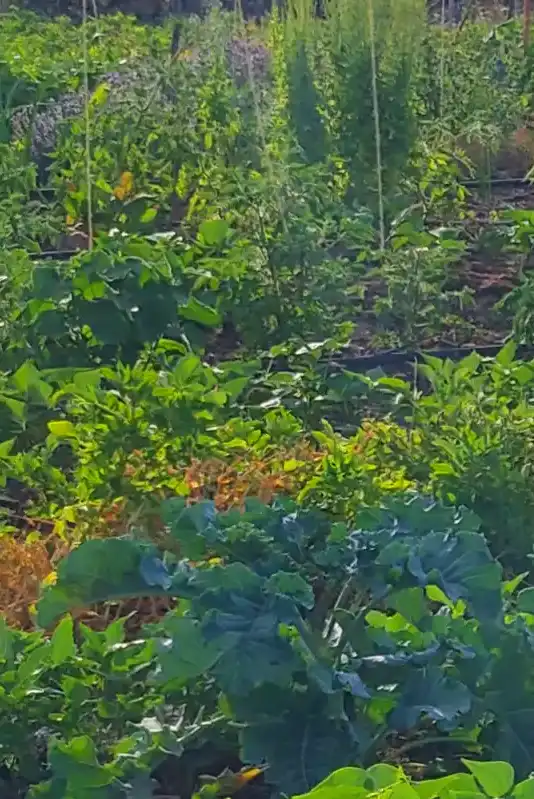 Farm to Table, Janneke teaching participants in a vegetable garden, showing planting techniques and fresh produce.