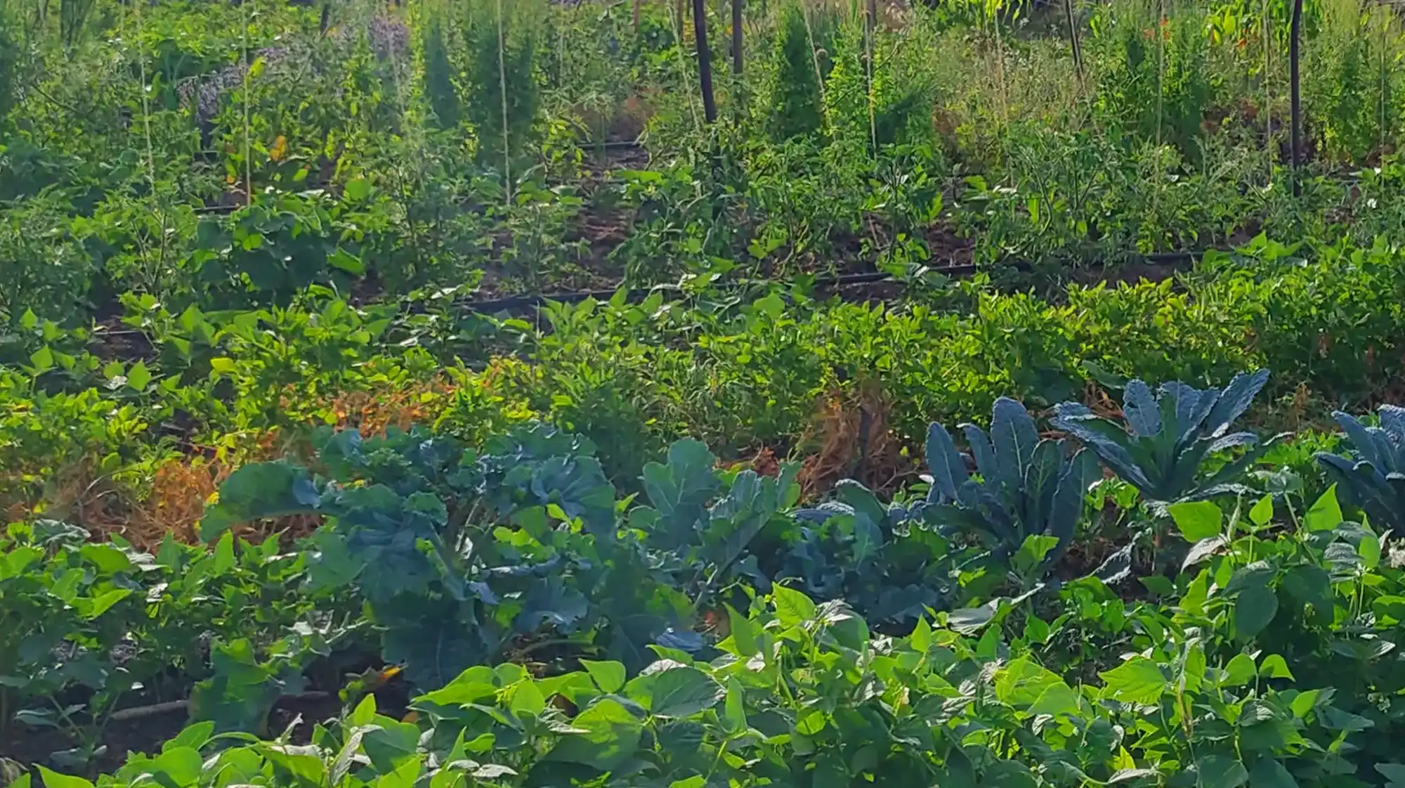 Farm to Table, Janneke teaching participants in a vegetable garden, showing planting techniques and fresh produce.