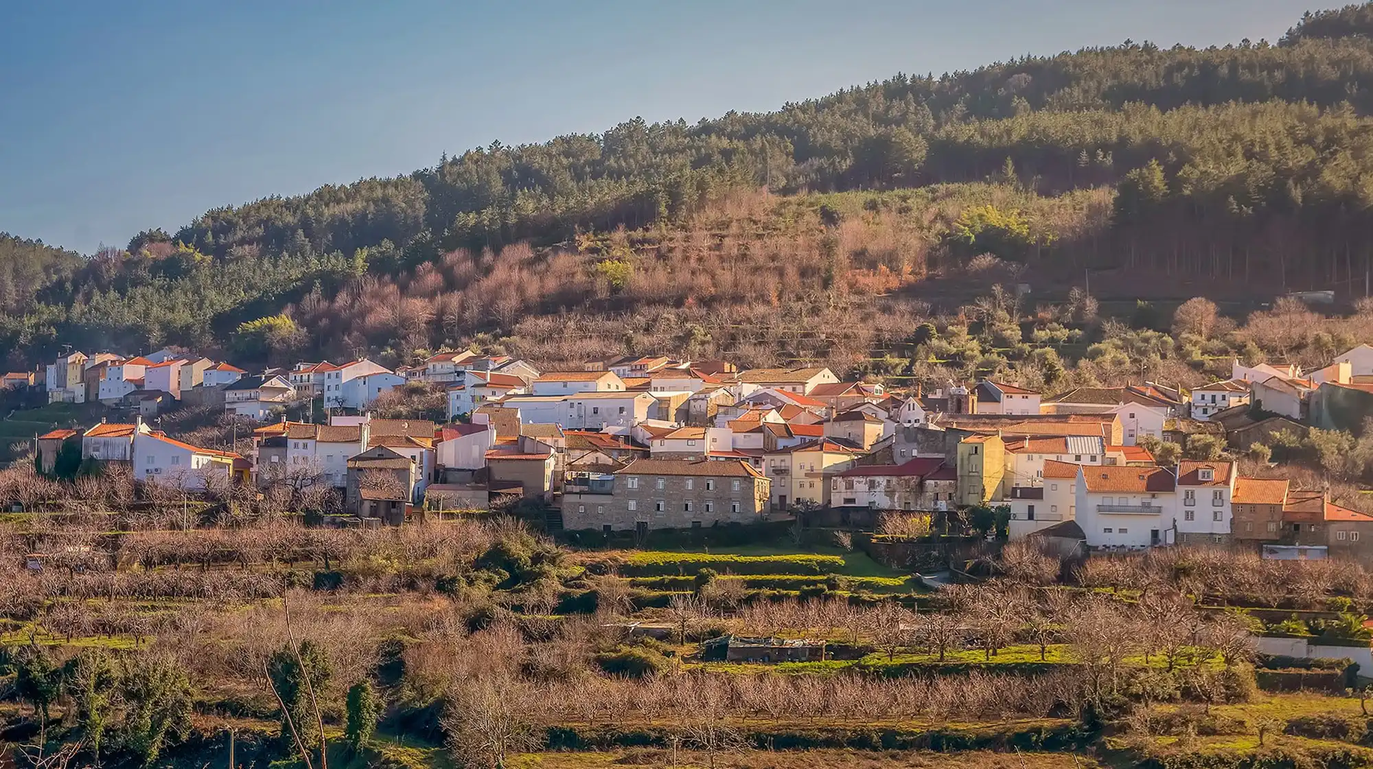 Alcongosta cherry-producing village famous for annual cherry festival