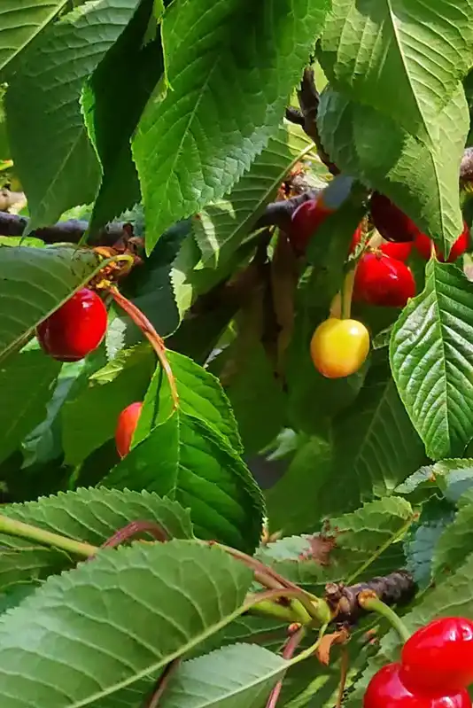 Cherry picking experience for families during the harvest season