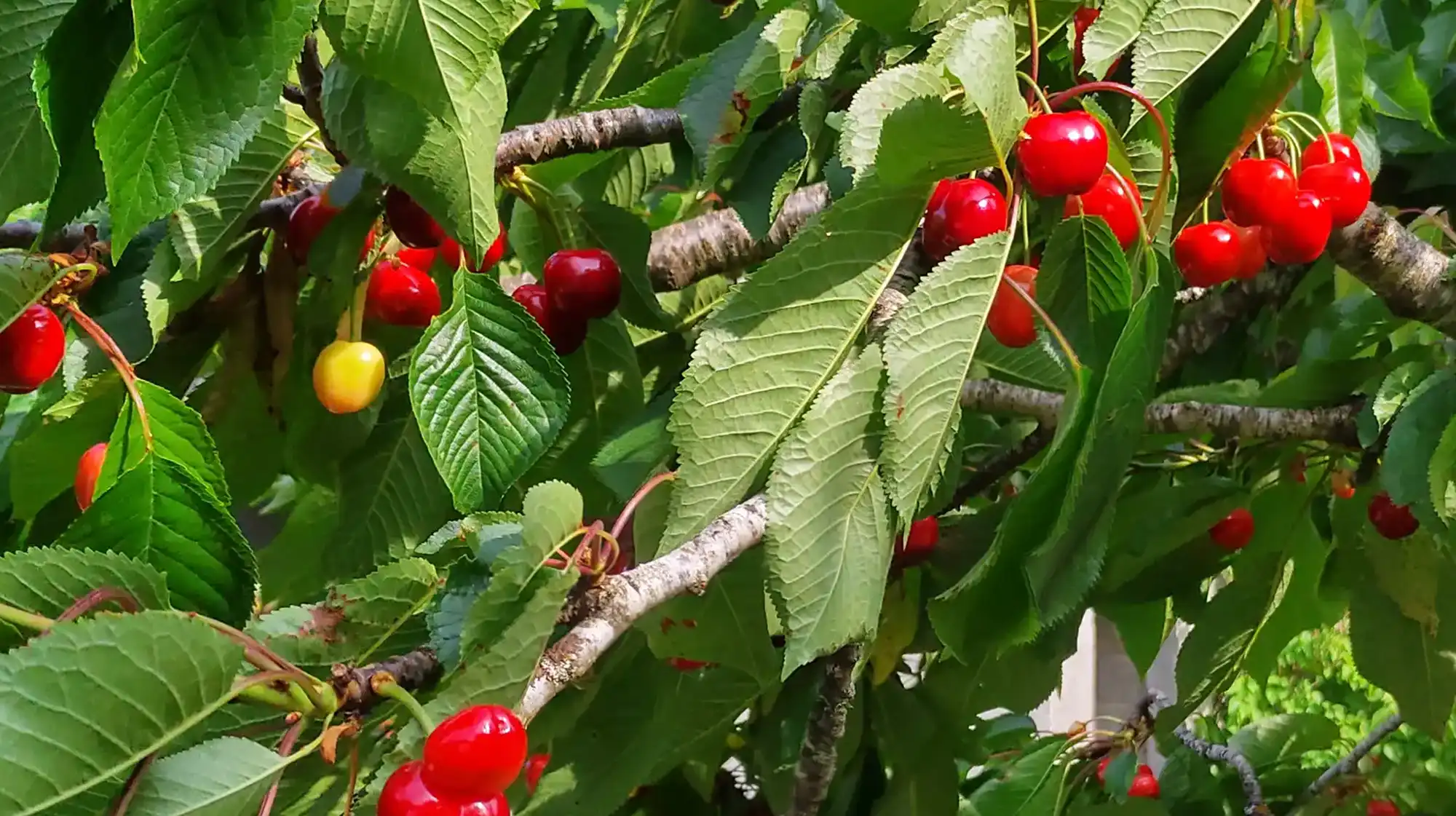 Cherry picking experience for families during the harvest season
