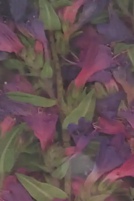 Flower painting session using nature as inspiration for children’s creativity
