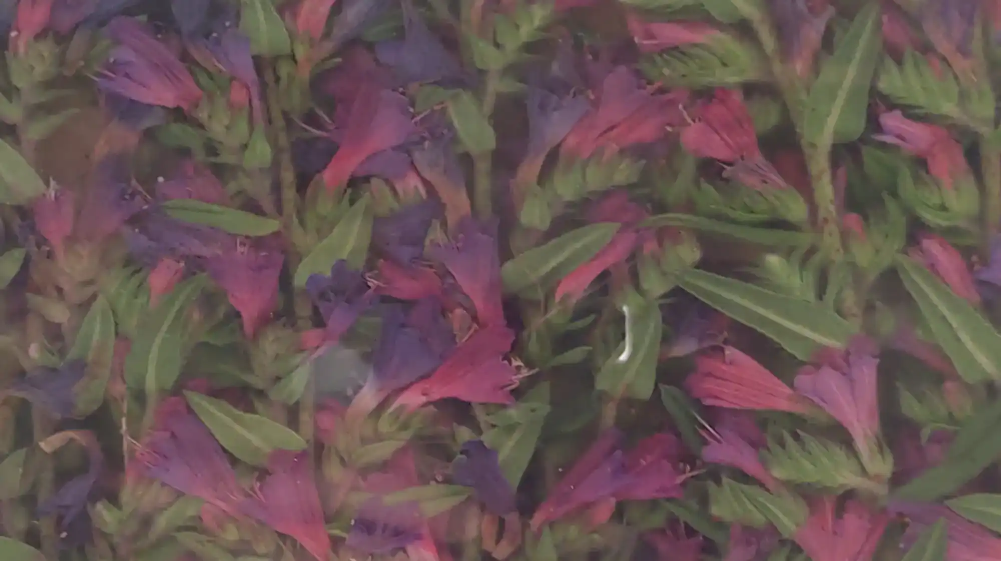 Flower painting session using nature as inspiration for children’s creativity