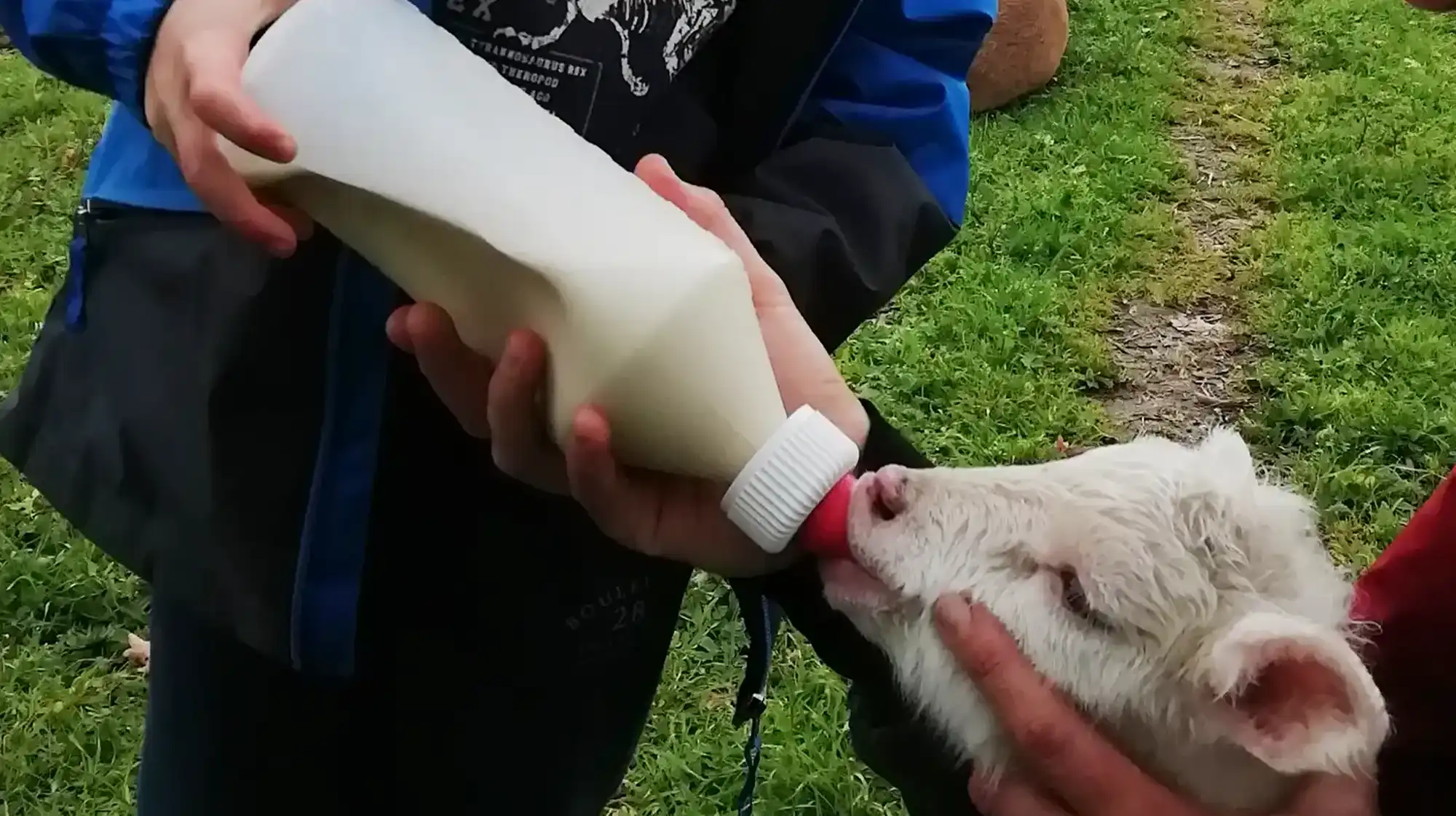 Lamb feeding hands-on experience for children with farm animals