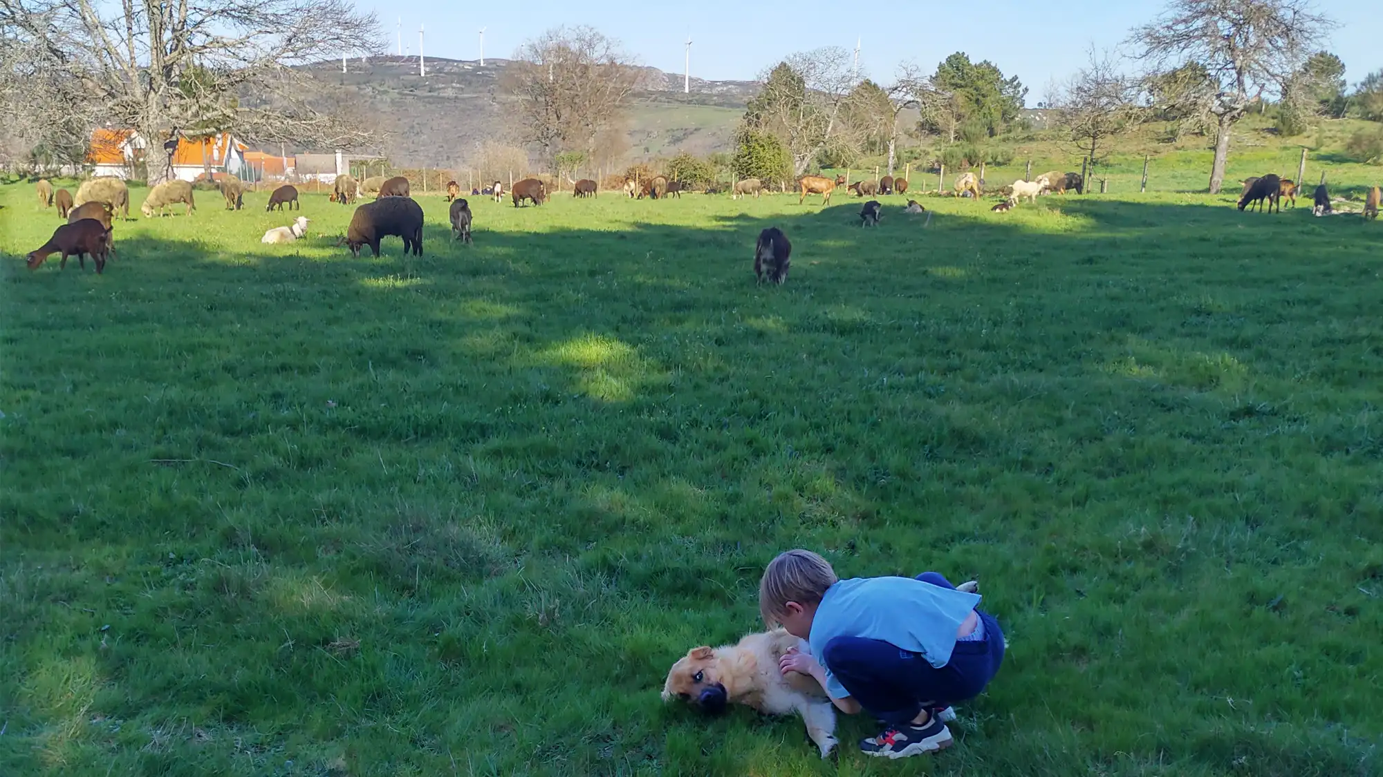 Kids Playing With Dogs