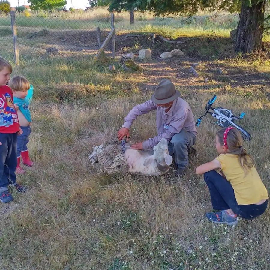 soil improvement, organic matter, natural fertilizers, grass cuttings, sheep and goats, rotational grazing, smaller animals, soil health, regeneration