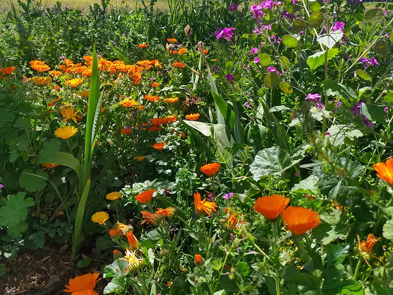 Zomers bloemenpracht in een zorgvuldig onderhouden, kleurrijke tuin in de Serra da Estrela.