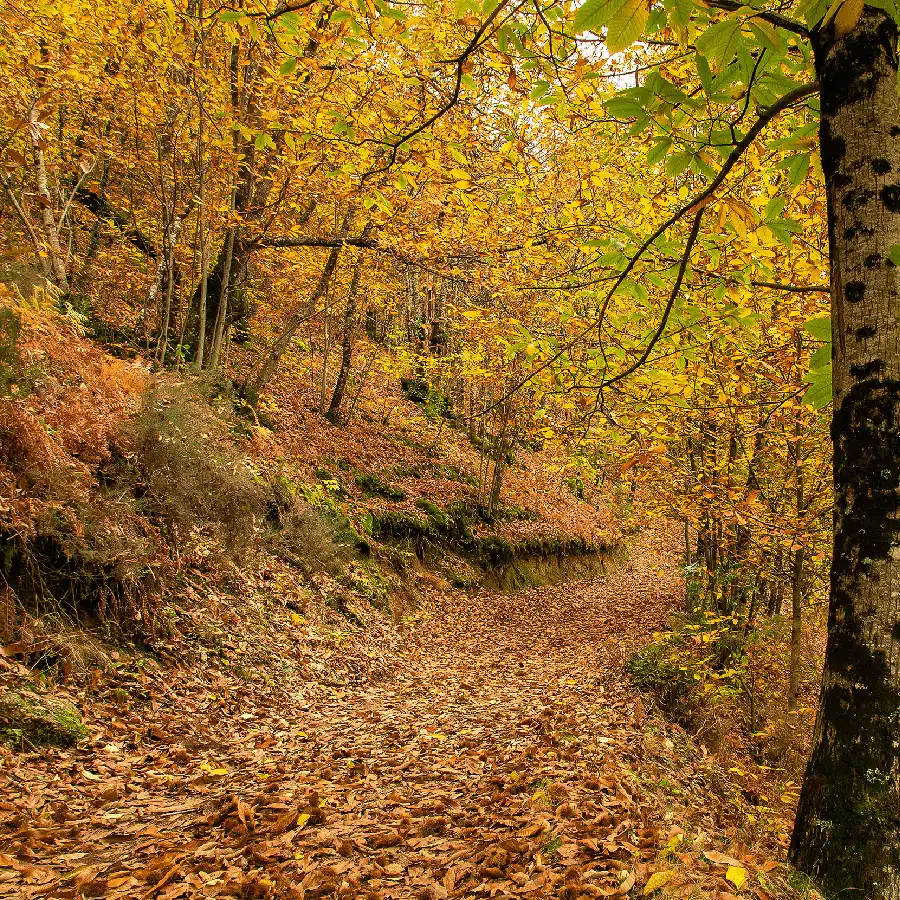 Goudkleurige herfstbomen langs een pad in de Serra da Estrela.