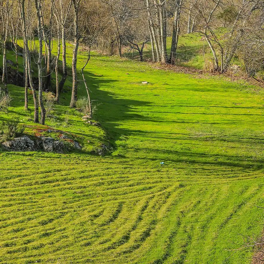 Landelijke rust: groene heuvels, weidegras en een pad de berg op.