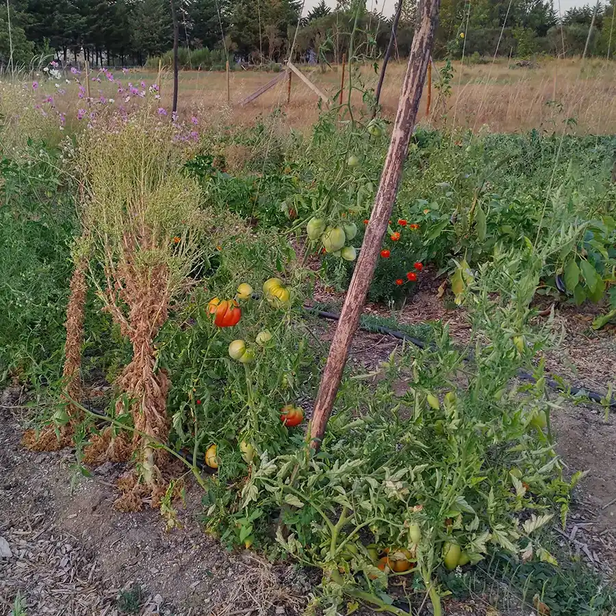 Sla en tomaten zijn een goede combinatie.