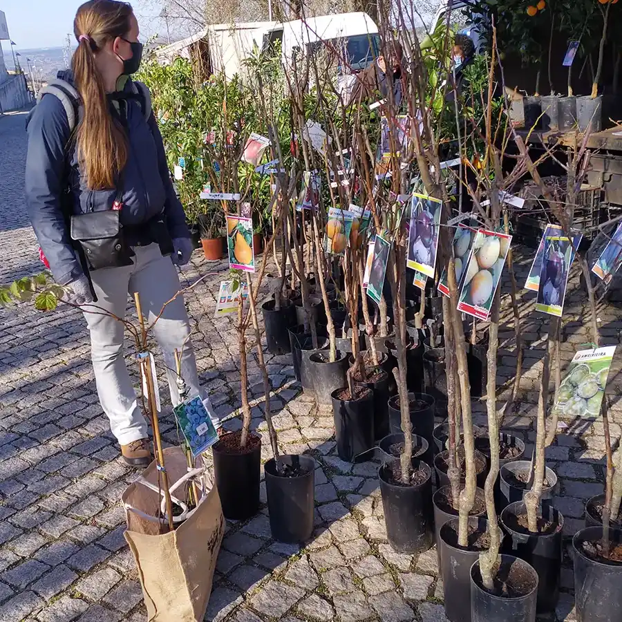 De winter is het seizoen om de fruitbomen markt te bezoeken.
