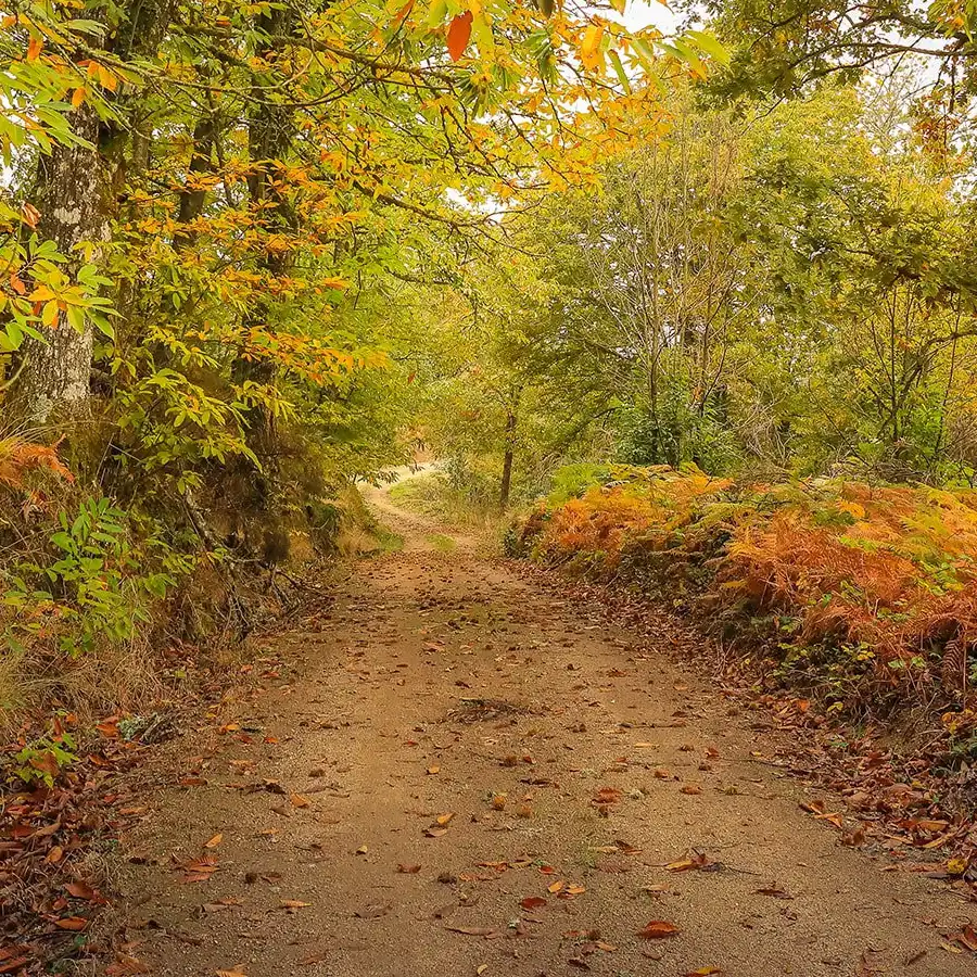 Caminho outonal na Serra da Estrela: natureza serena e paisagem convidativa.