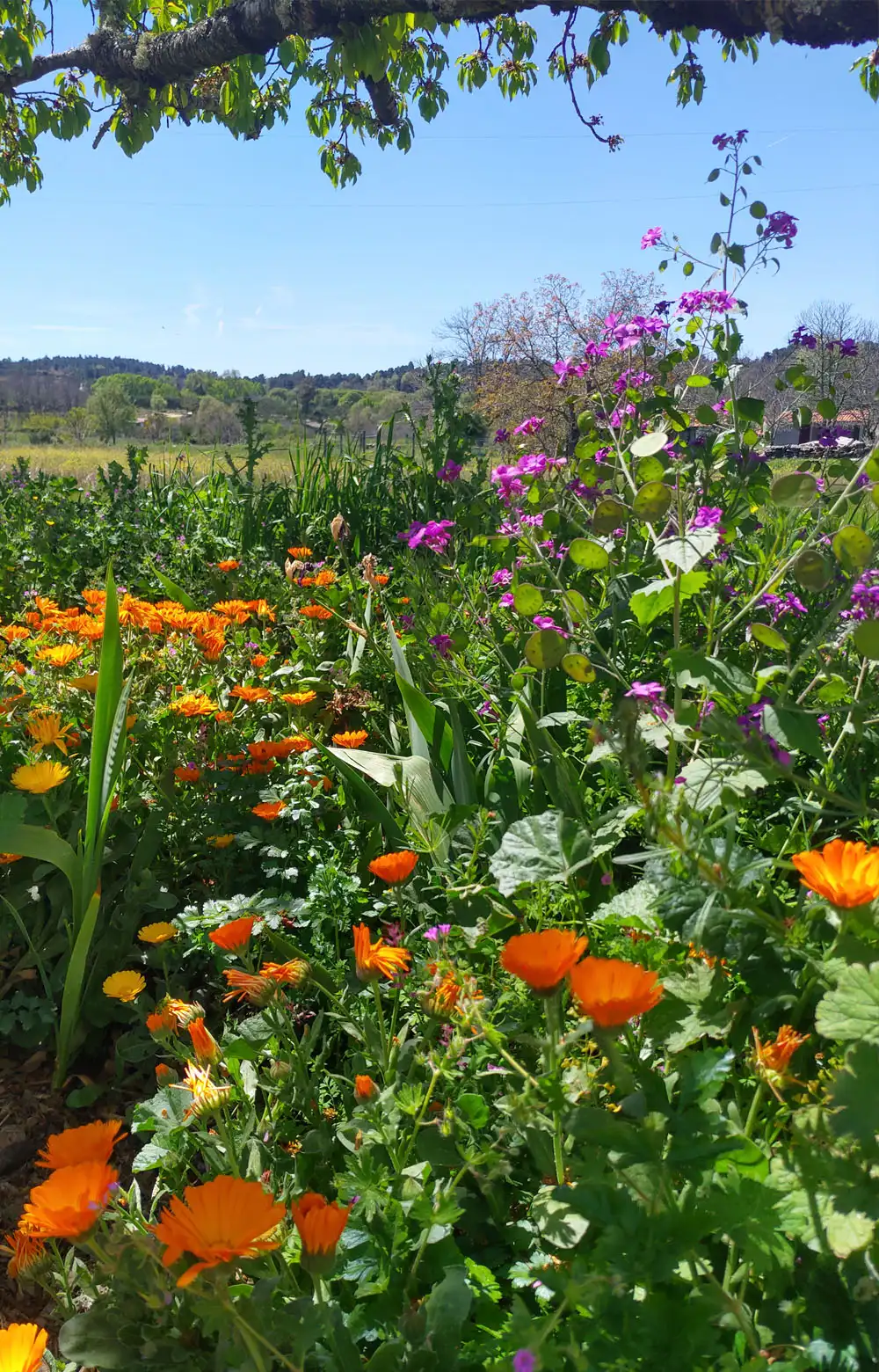 Jardim florido e soalheiro na Serra da Estrela, refúgio de paz e beleza natural.