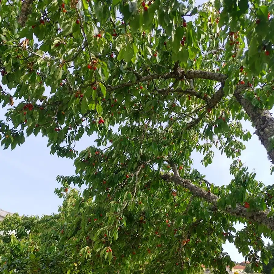 Macieiras carregadas de frutos maduros, paisagem rural da Serra da Estrela.